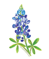 Bluebonnet Magnet